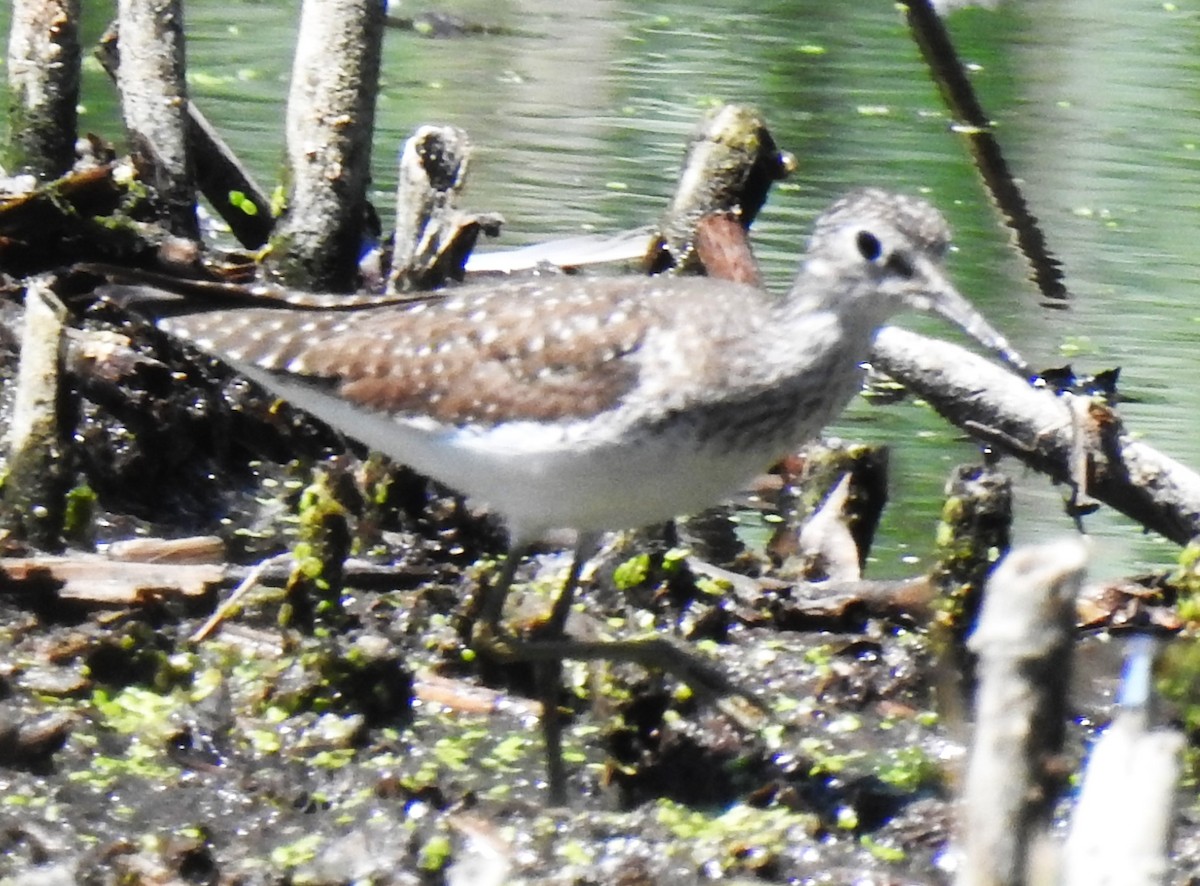 Solitary Sandpiper - ML621530384