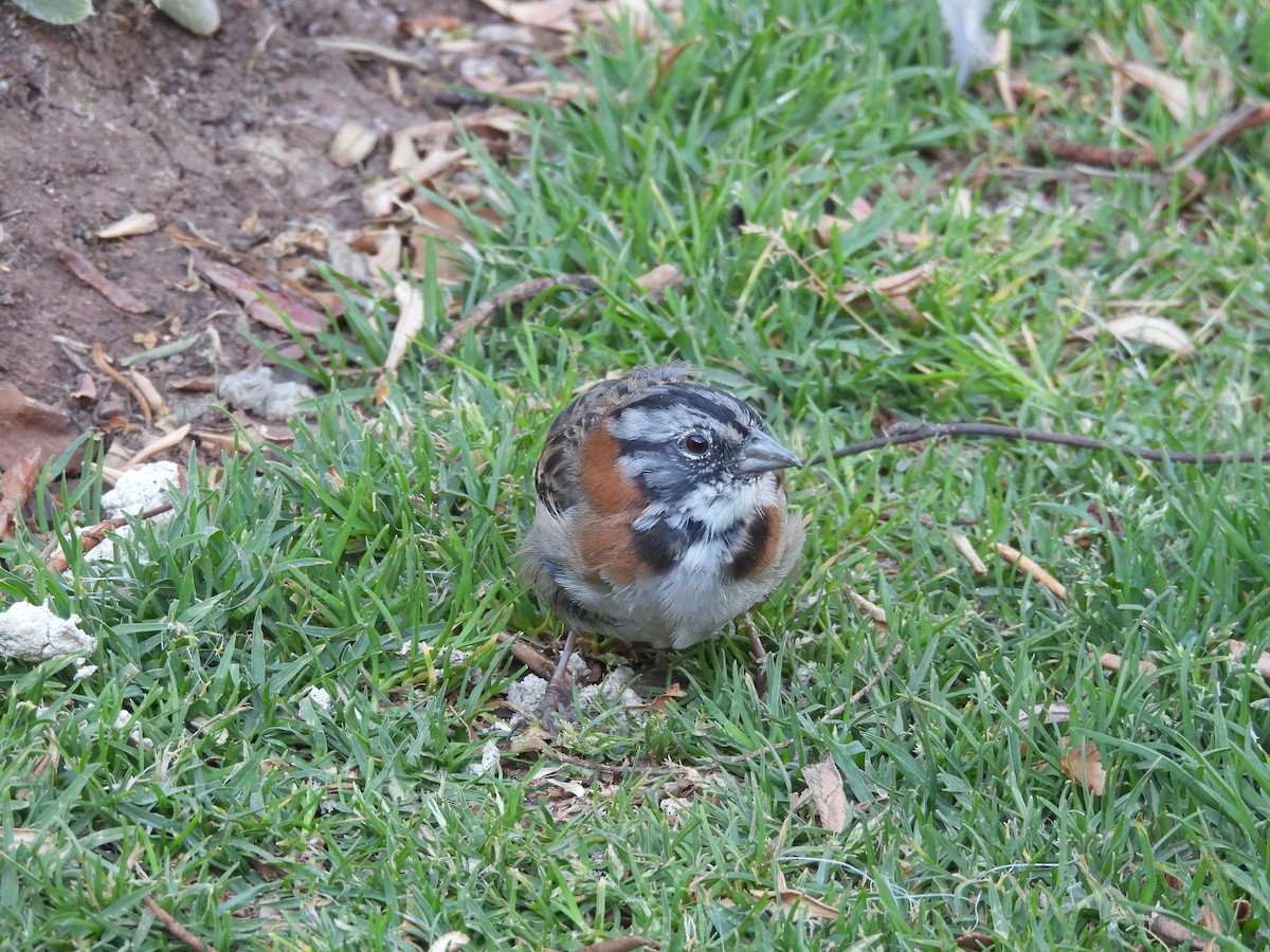 Rufous-collared Sparrow - ML621530399