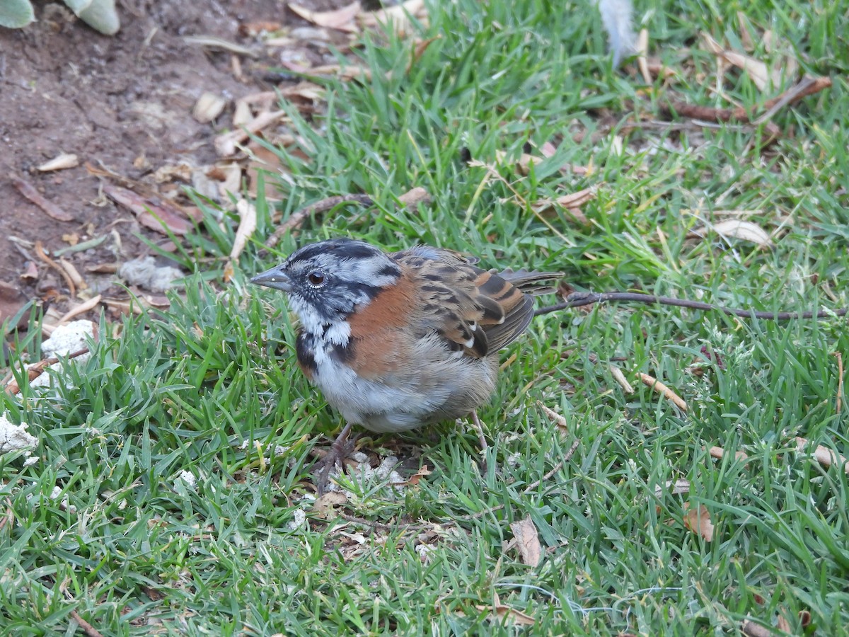 Rufous-collared Sparrow - ML621530417