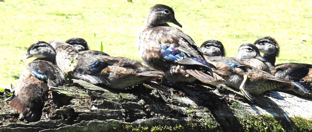 Wood Duck - ML621530456