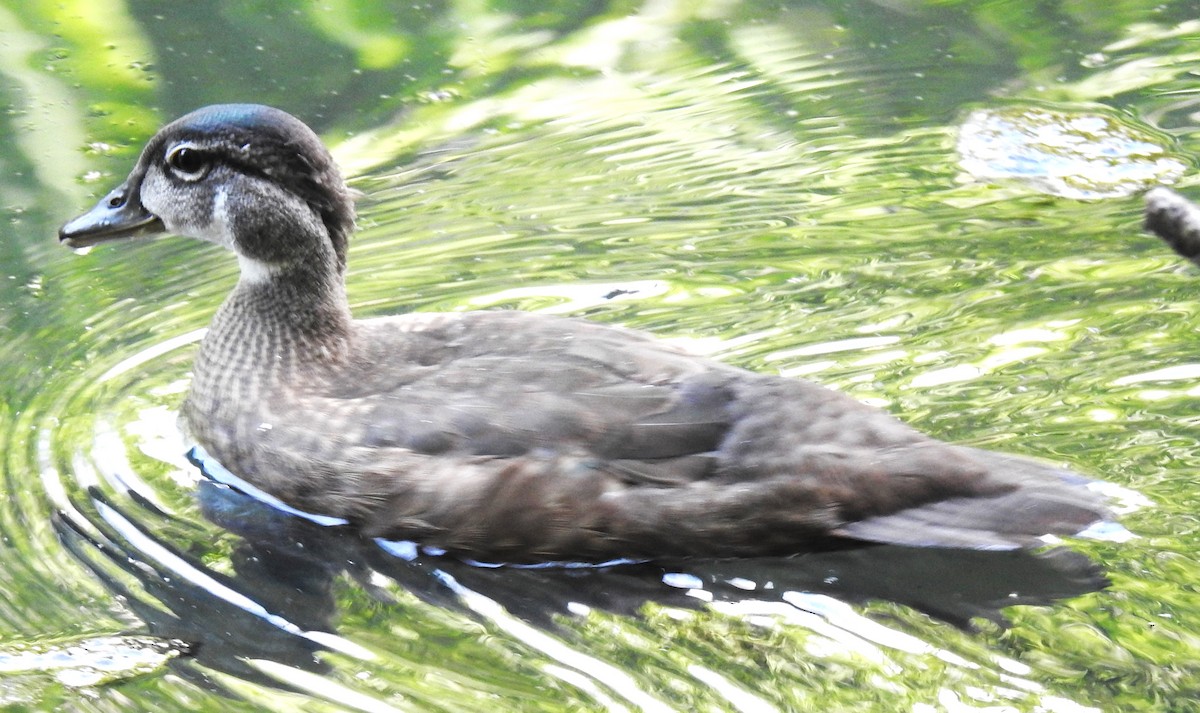 Wood Duck - ML621530457