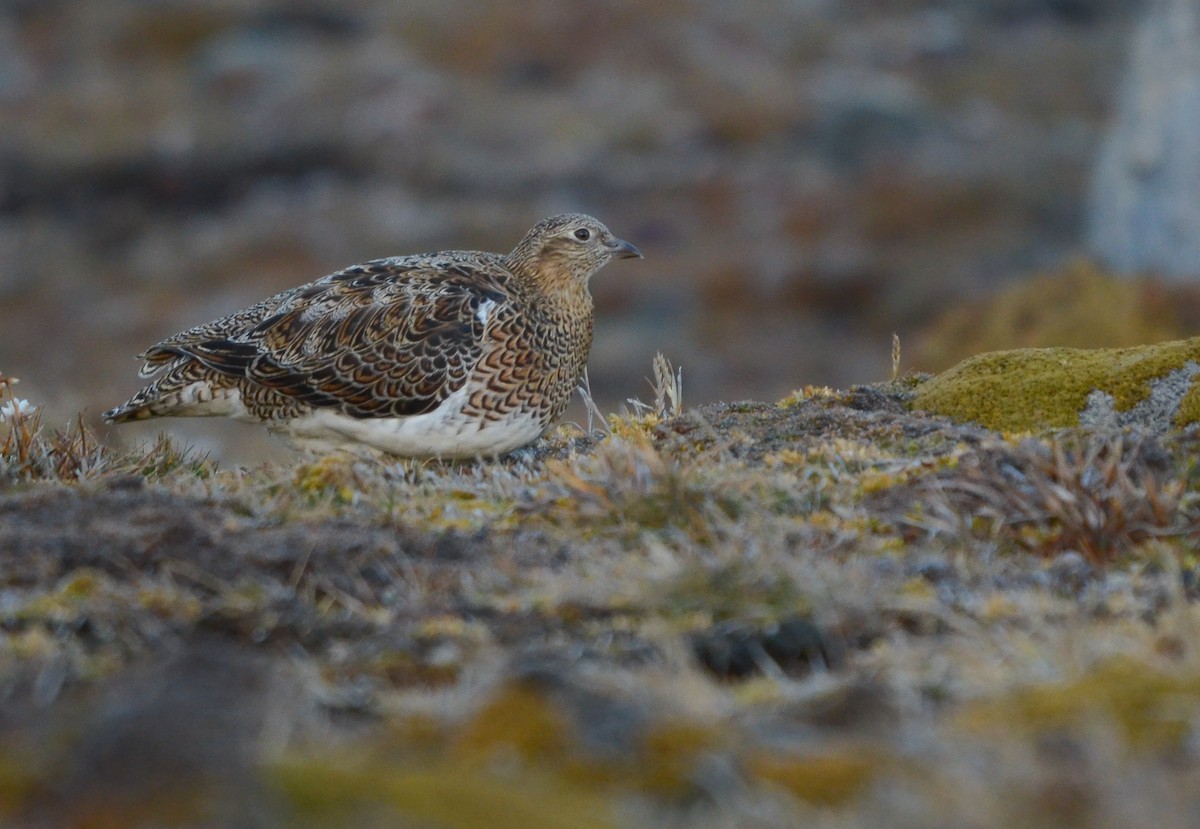 White-bellied Seedsnipe - ML621530480