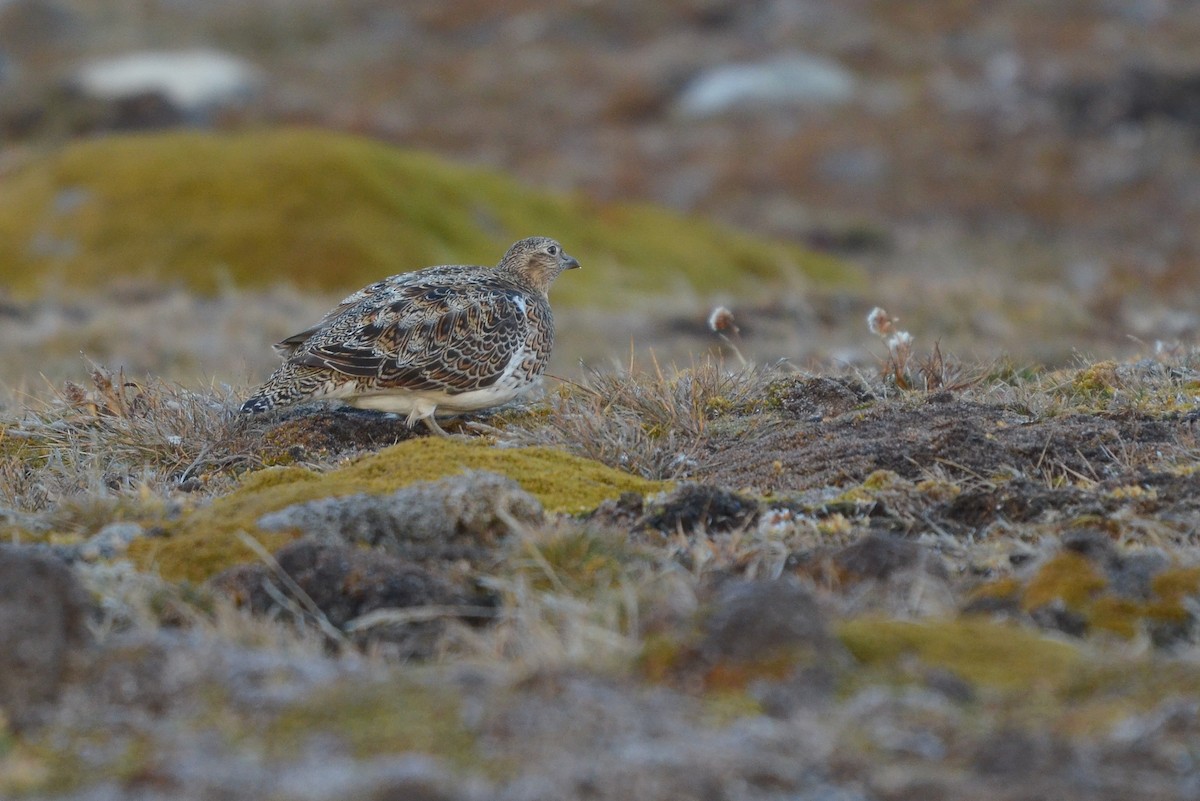 White-bellied Seedsnipe - ML621530481