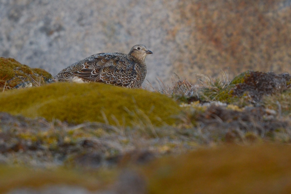 White-bellied Seedsnipe - ML621530483