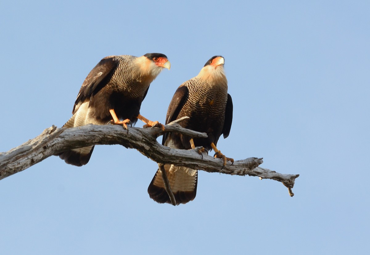 Crested Caracara - ML621530507