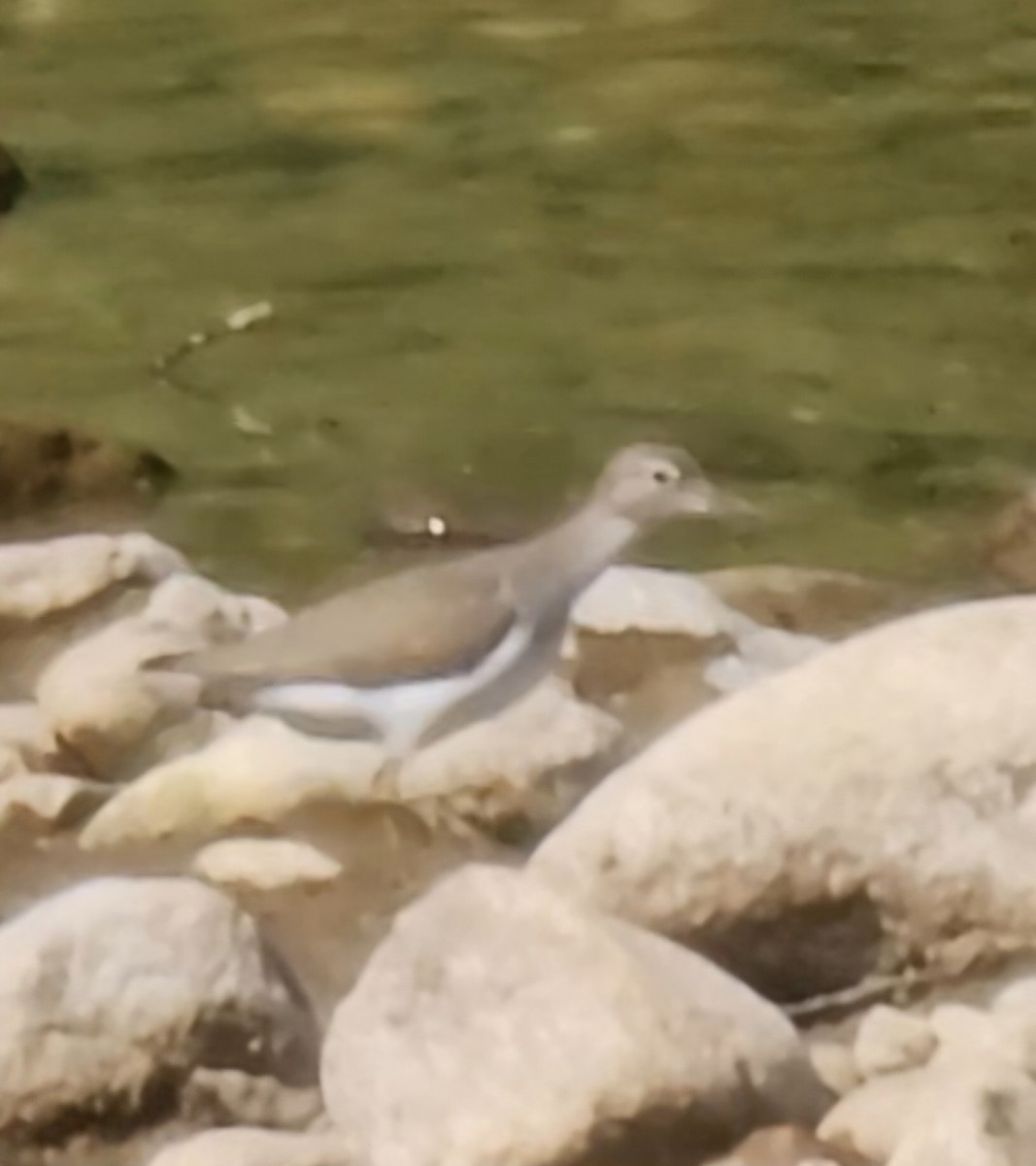 Spotted Sandpiper - Narasimhan Sundaram