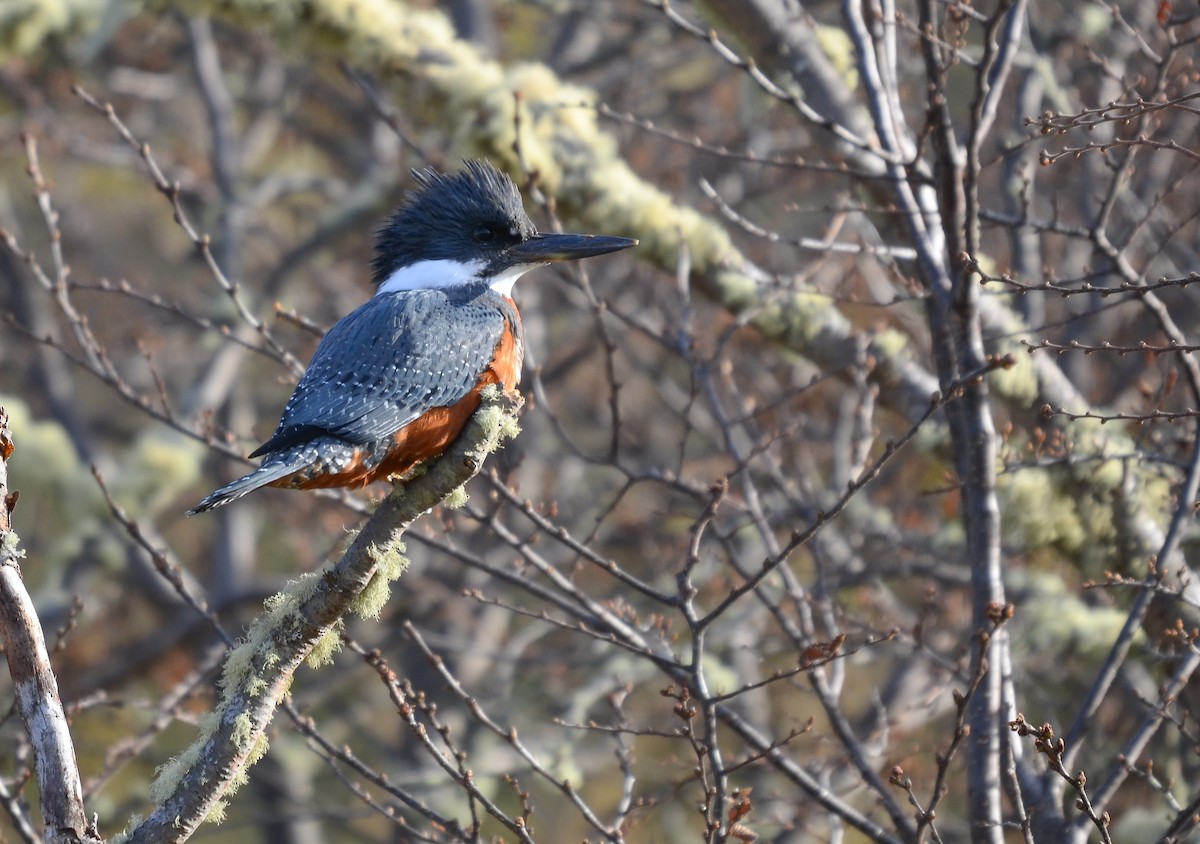 Ringed Kingfisher - ML621530523