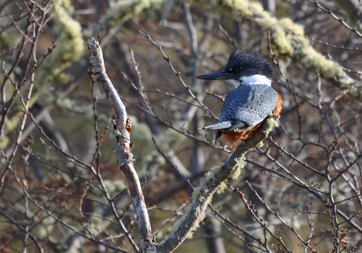 Ringed Kingfisher - ML621530524