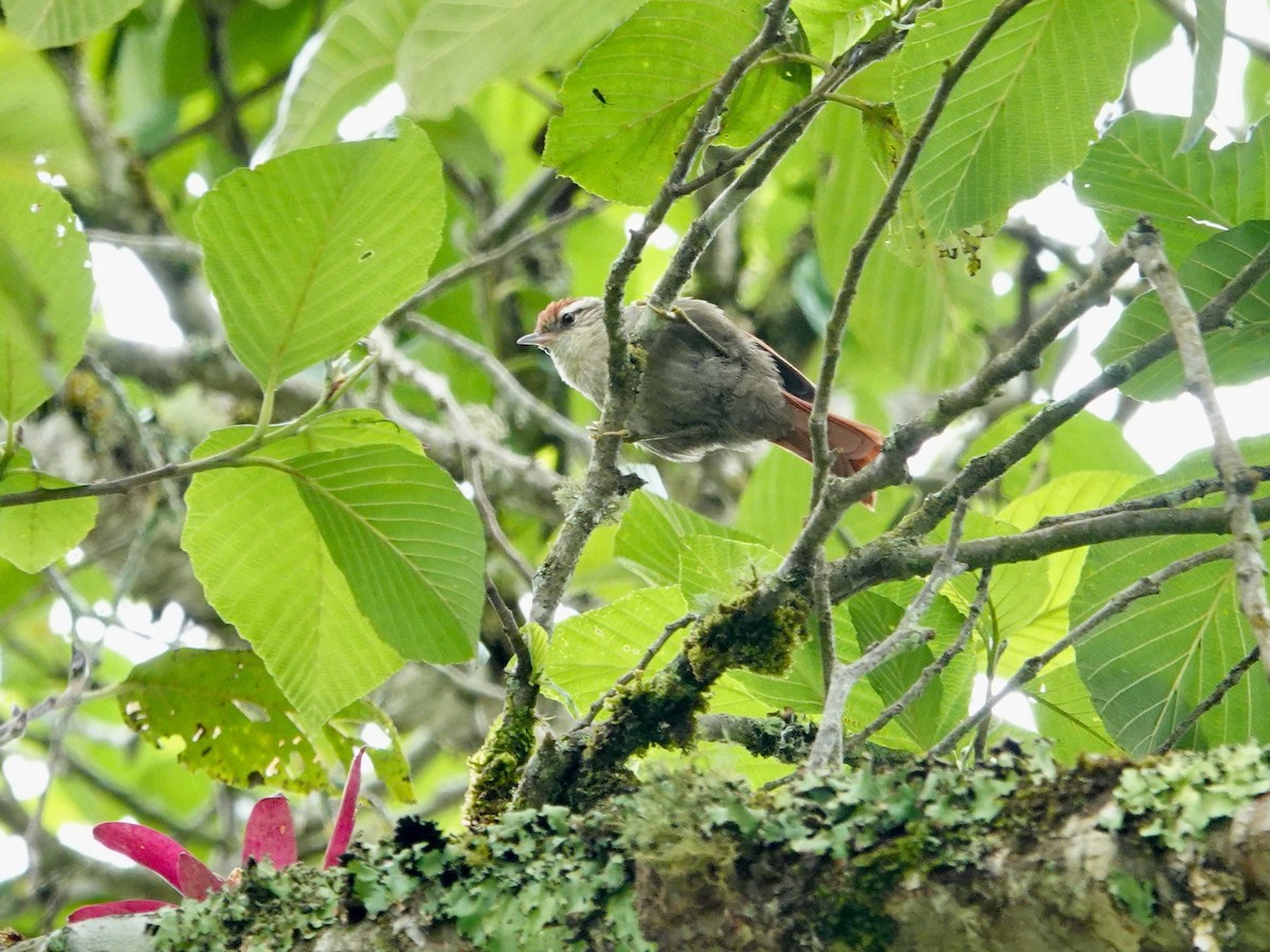 Line-cheeked Spinetail - ML621530547