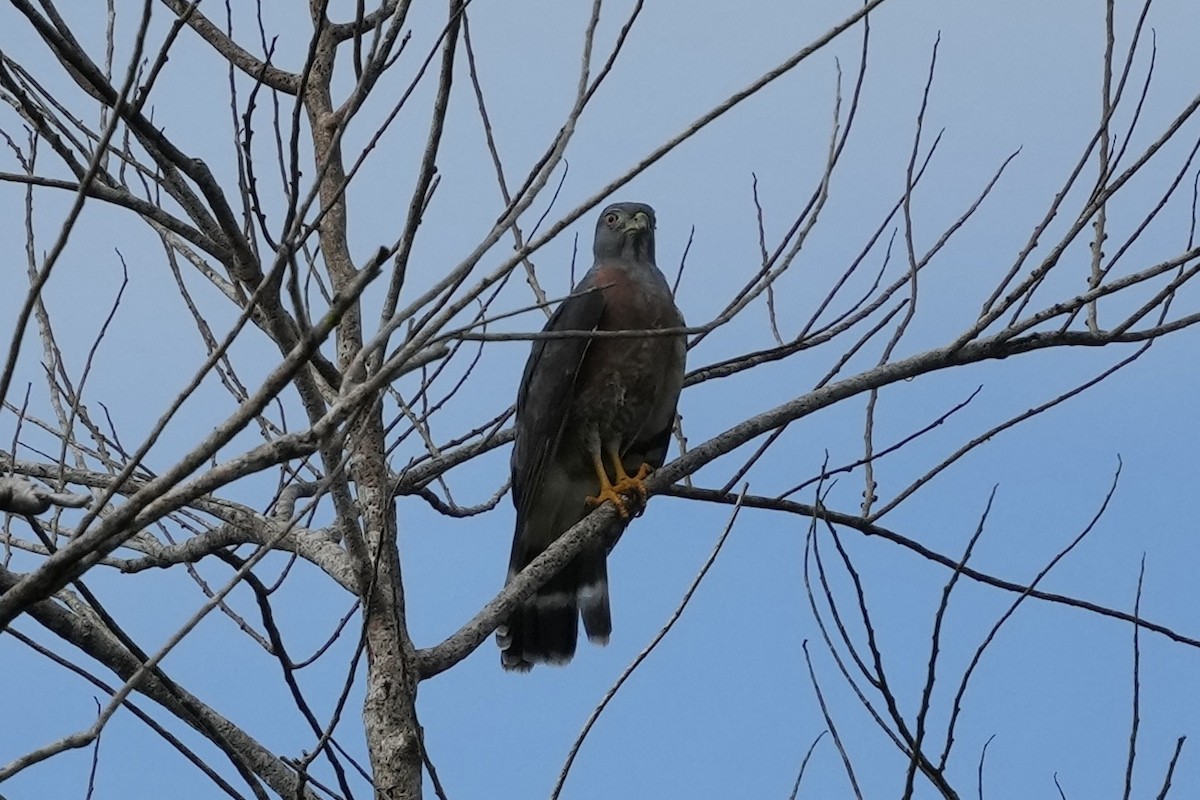 Double-toothed Kite - ML621530630