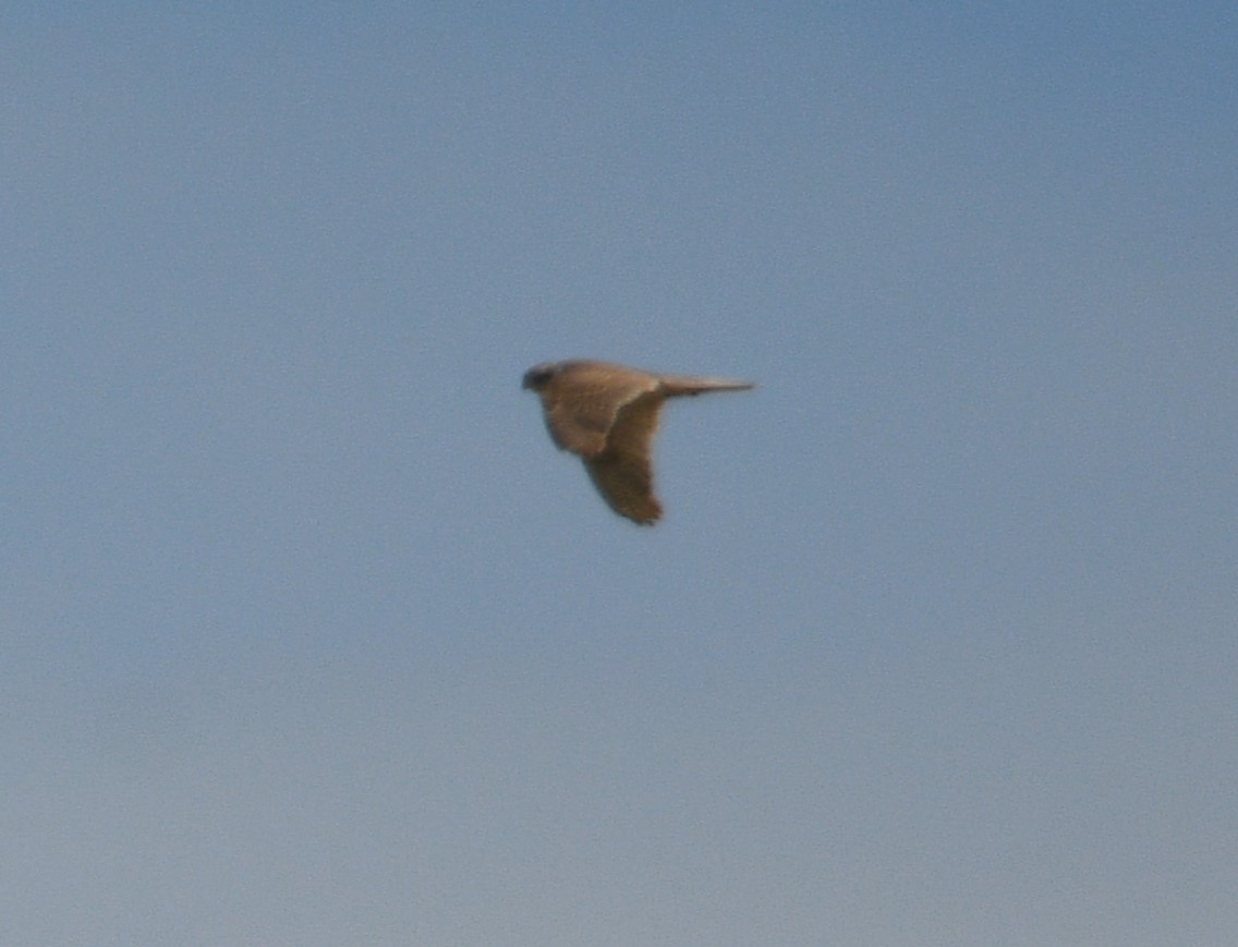 Prairie Falcon - ML621530726