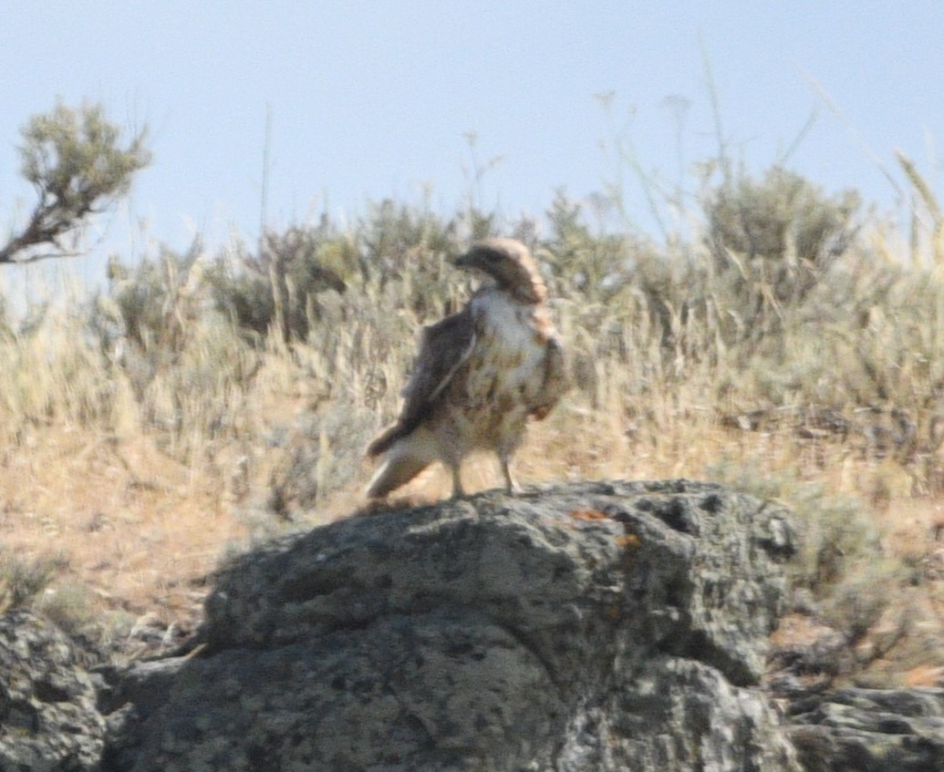 Red-tailed Hawk - ML621530729