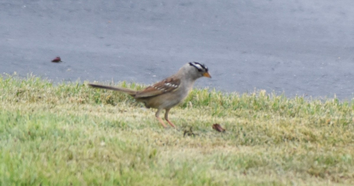 White-crowned Sparrow - ML621530777