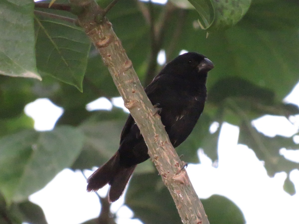 Variable Seedeater - ML621530788