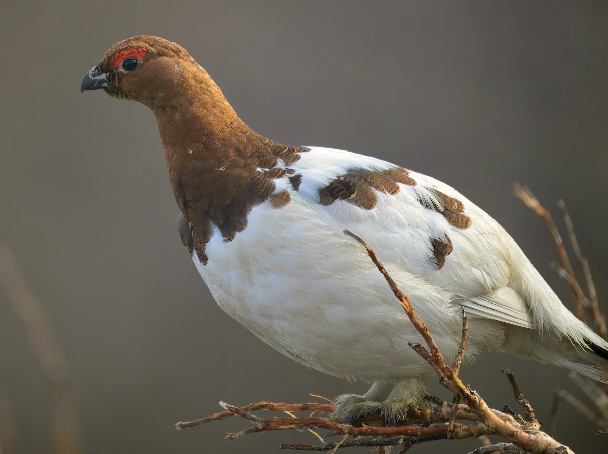 Willow Ptarmigan - ML621530797