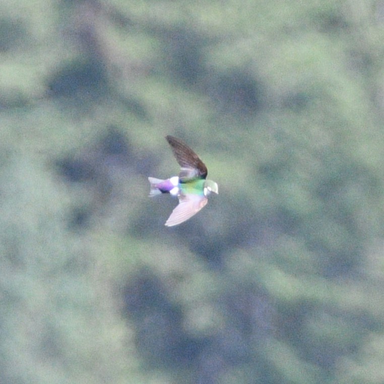 Violet-green Swallow - ML621530806