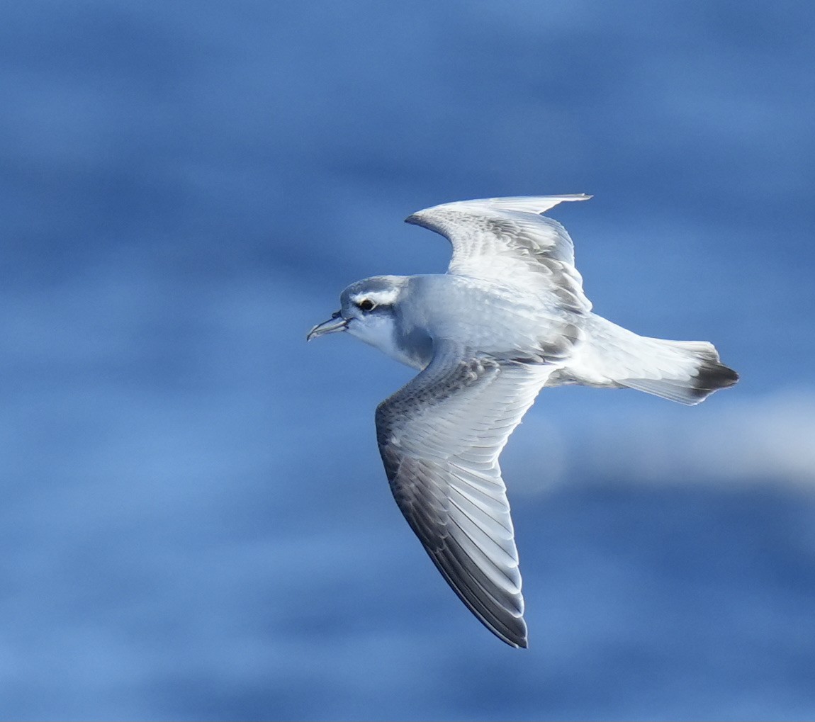 Antarctic Prion - ML621530867