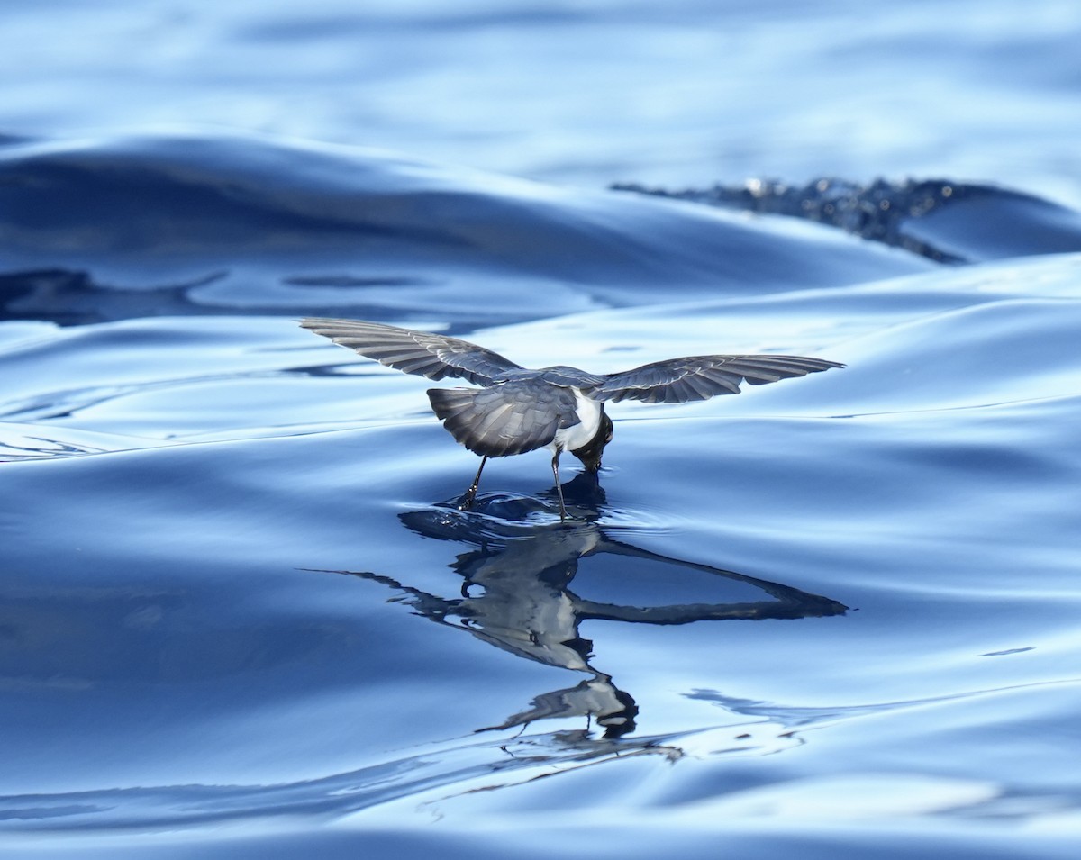 Gray-backed Storm-Petrel - ML621530896