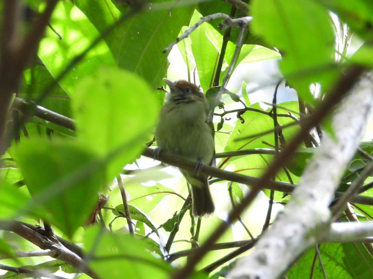 Tawny-crowned Greenlet - ML621530968