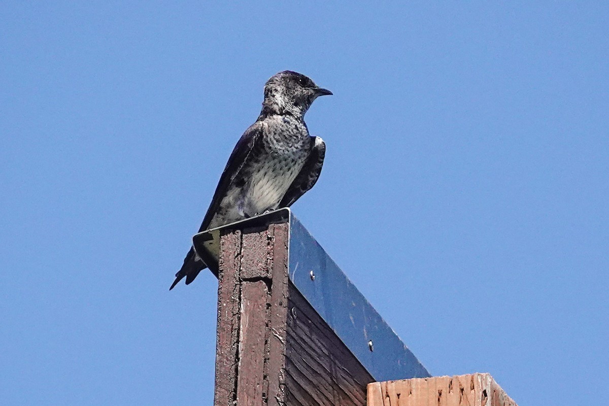 Purple Martin - ML621531033