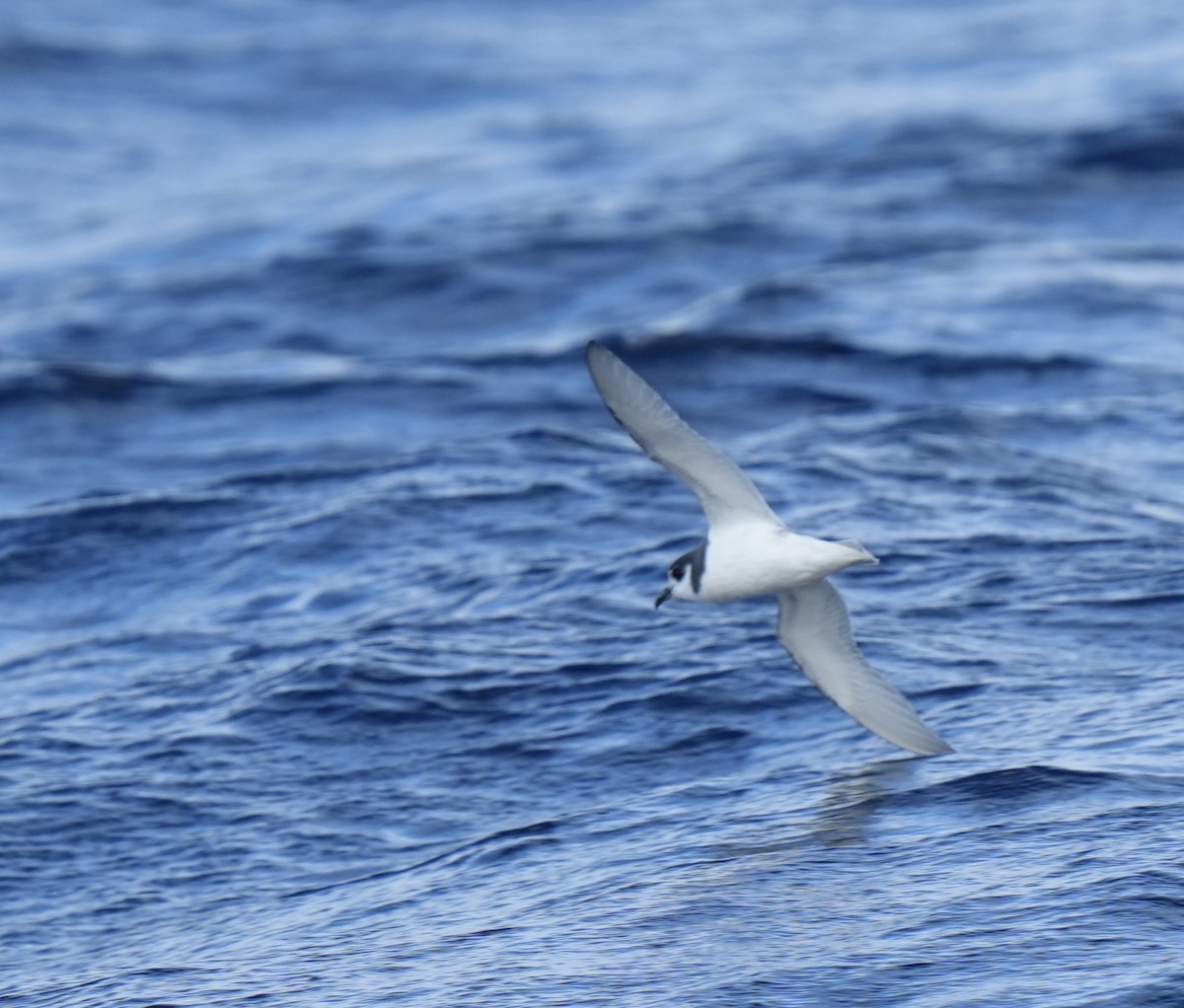 Blue Petrel - ML621531127