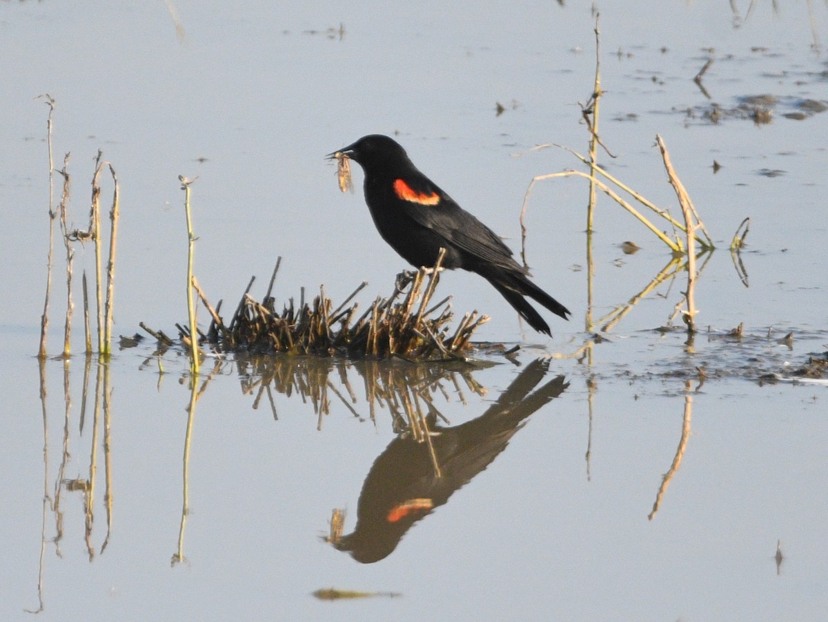 Red-winged Blackbird - ML621531156