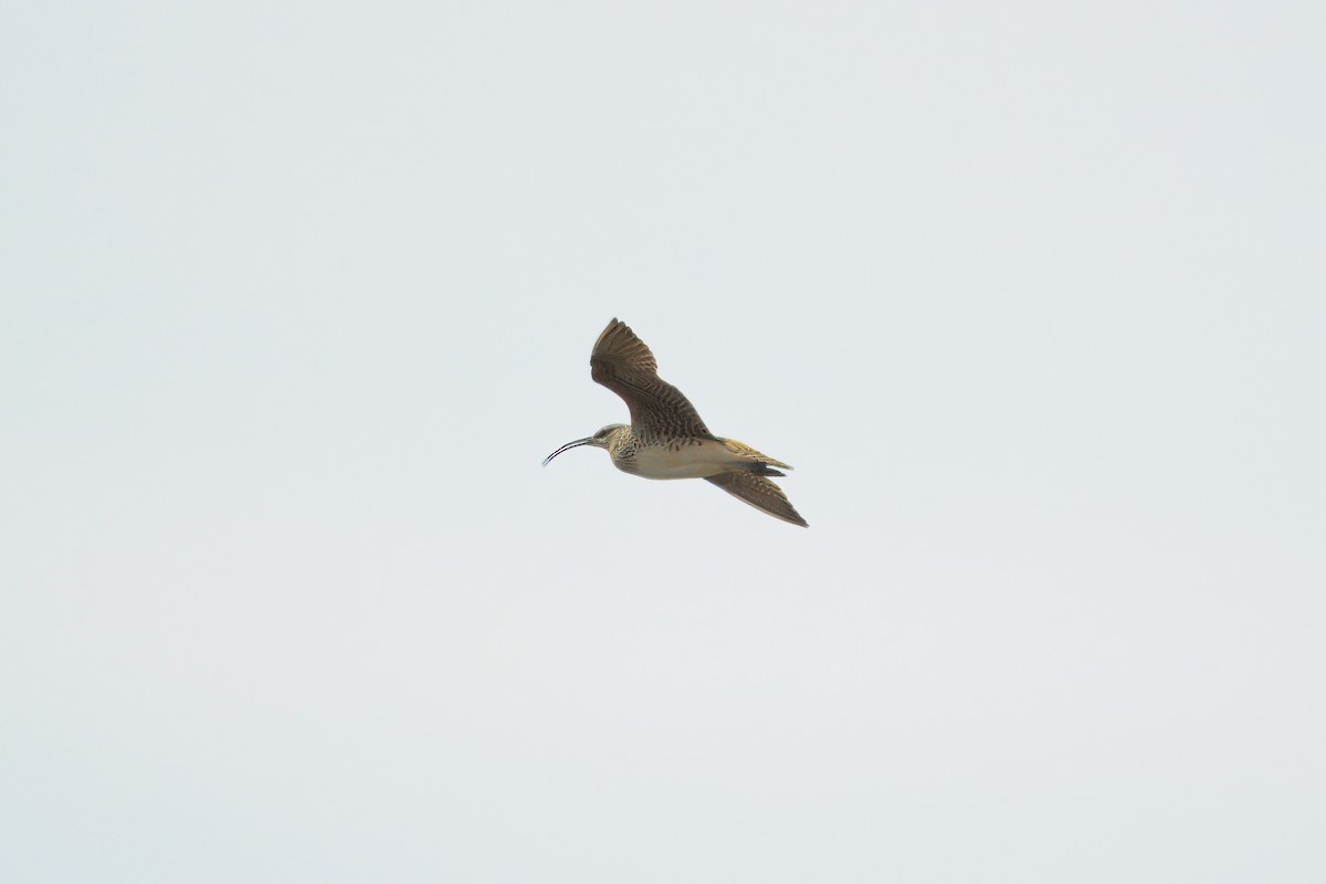 Bristle-thighed Curlew - ML621531157