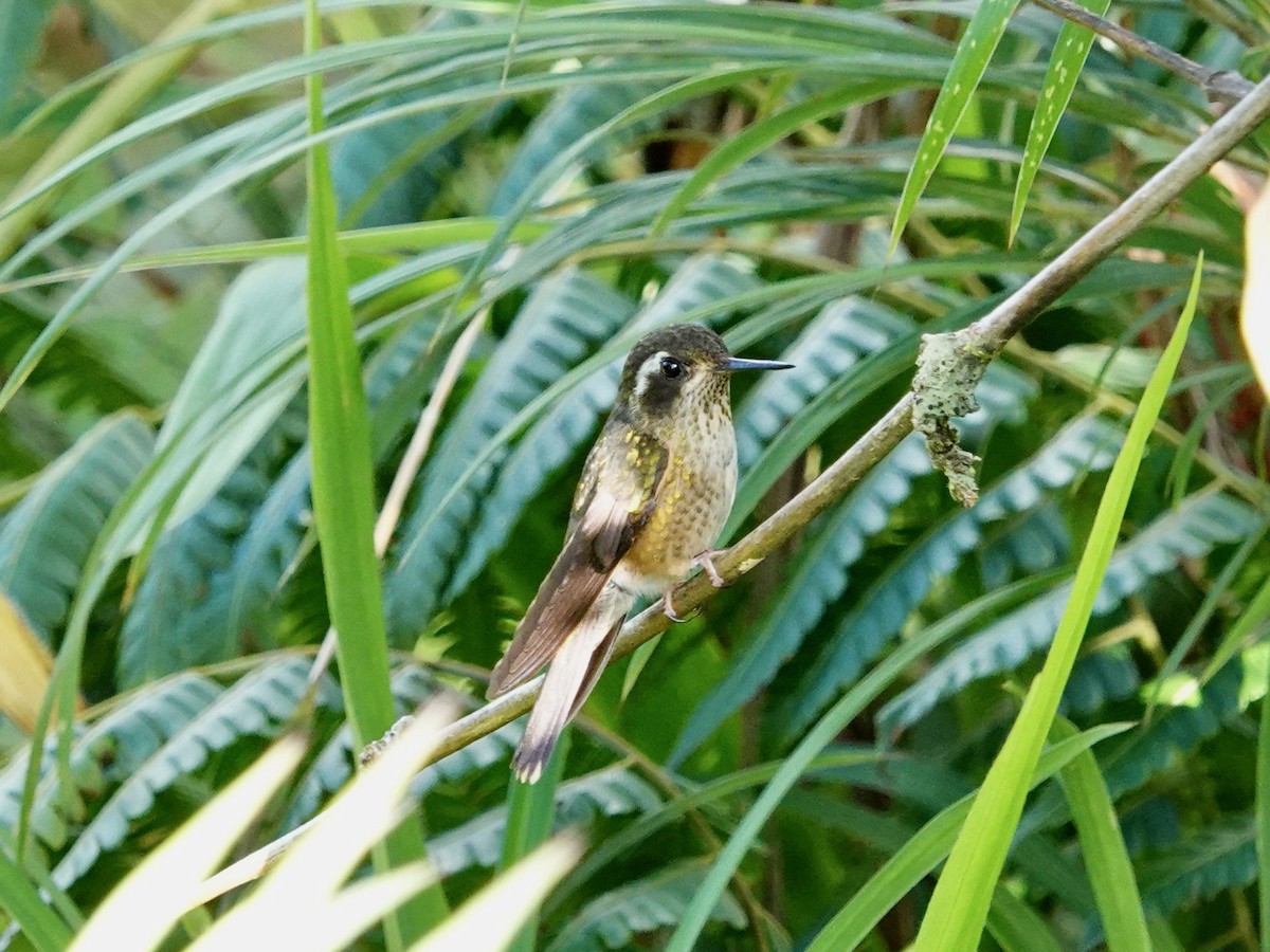Speckled Hummingbird - ML621531166