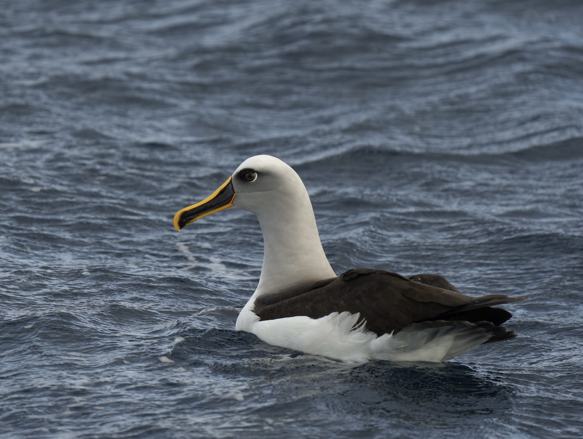 Buller's Albatross - ML621531173