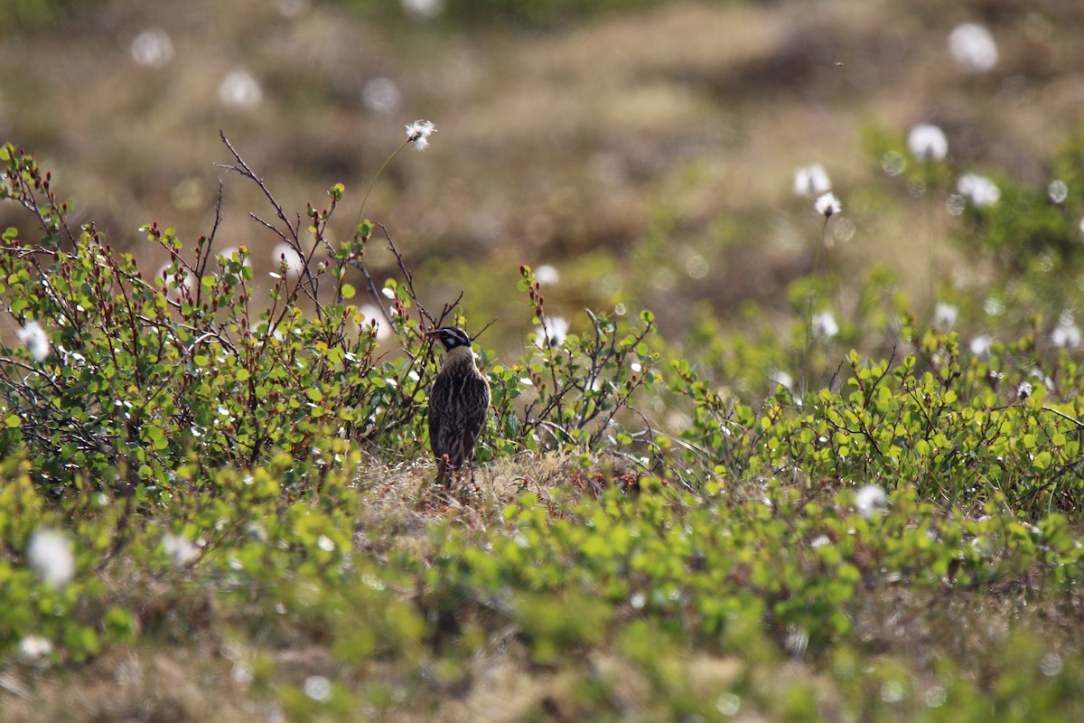 Smith's Longspur - ML621531188