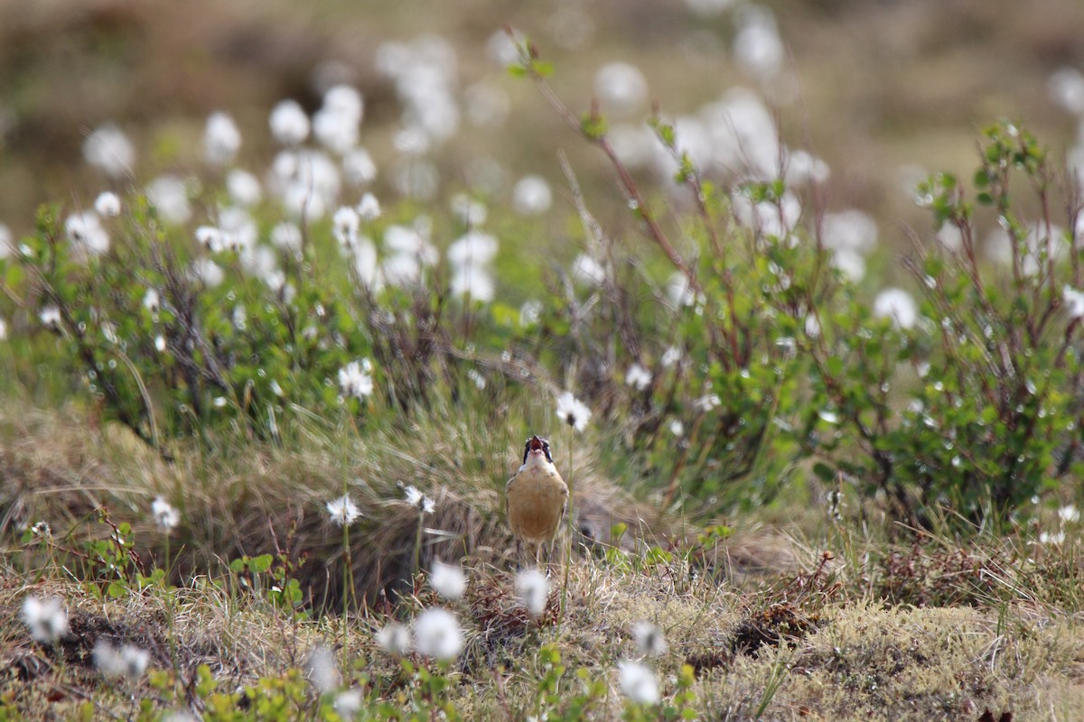 Smith's Longspur - ML621531189