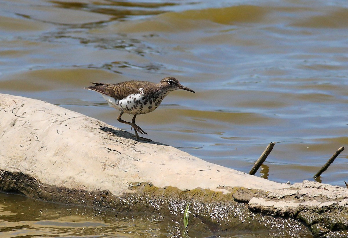 Spotted Sandpiper - Debbie Parker