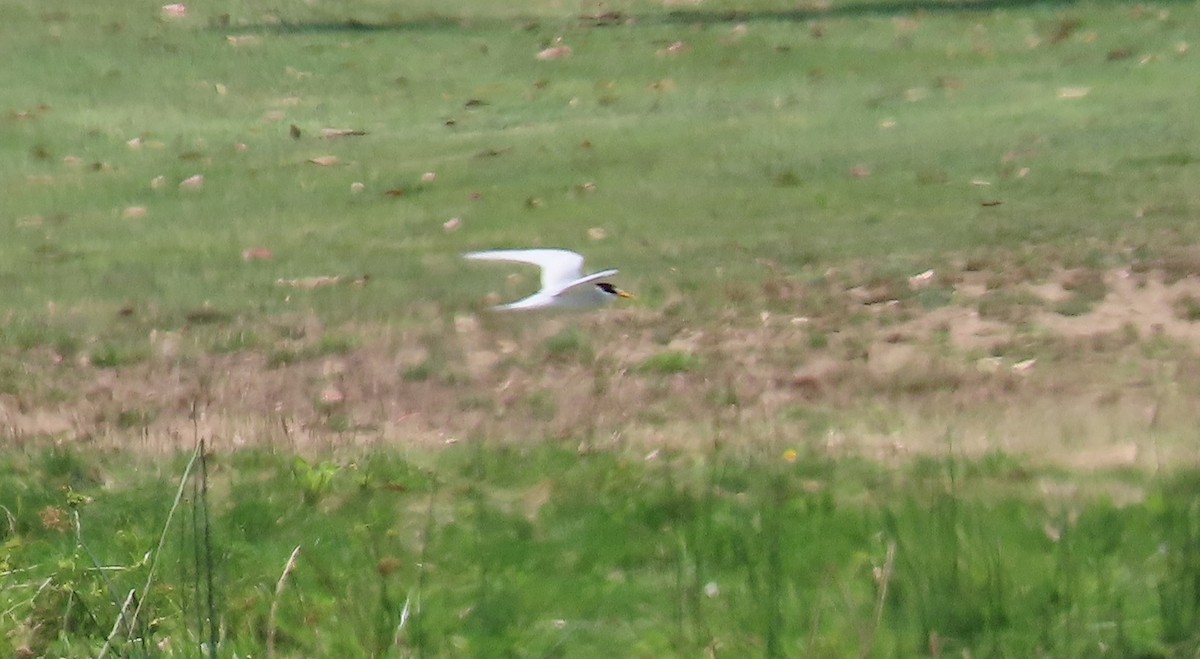 Least Tern - ML621531250