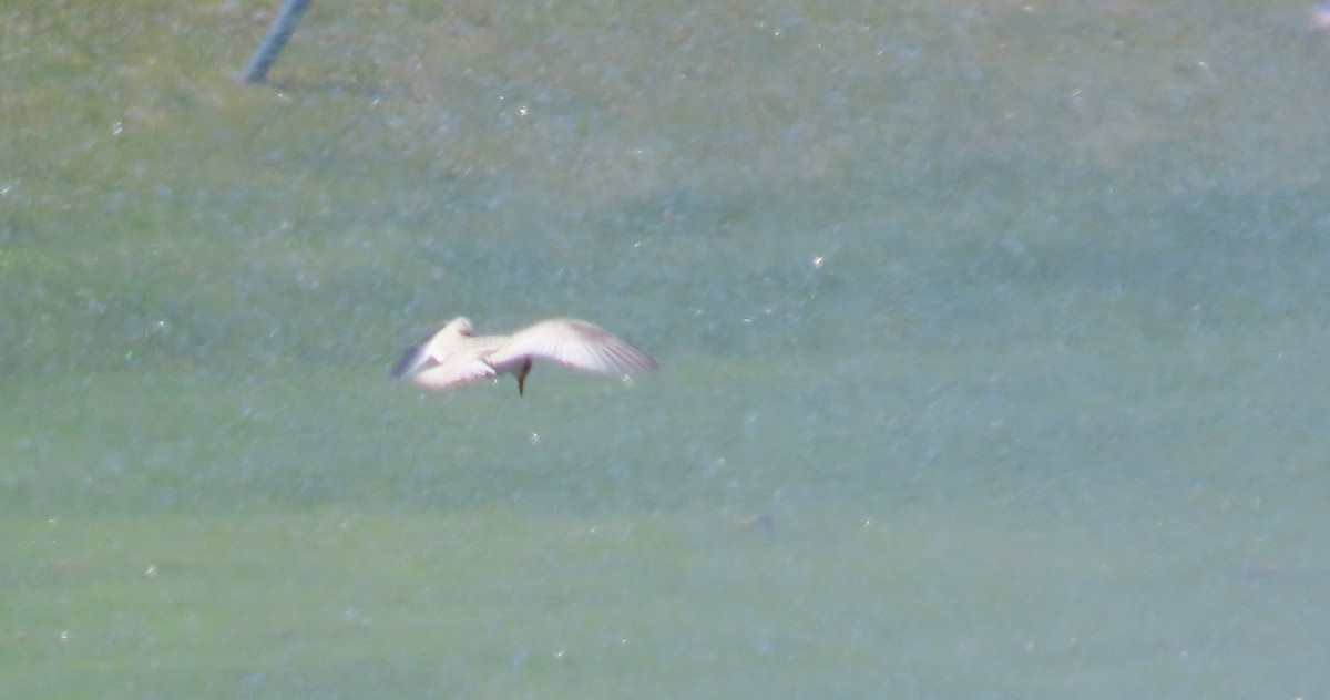 Least Tern - ML621531253