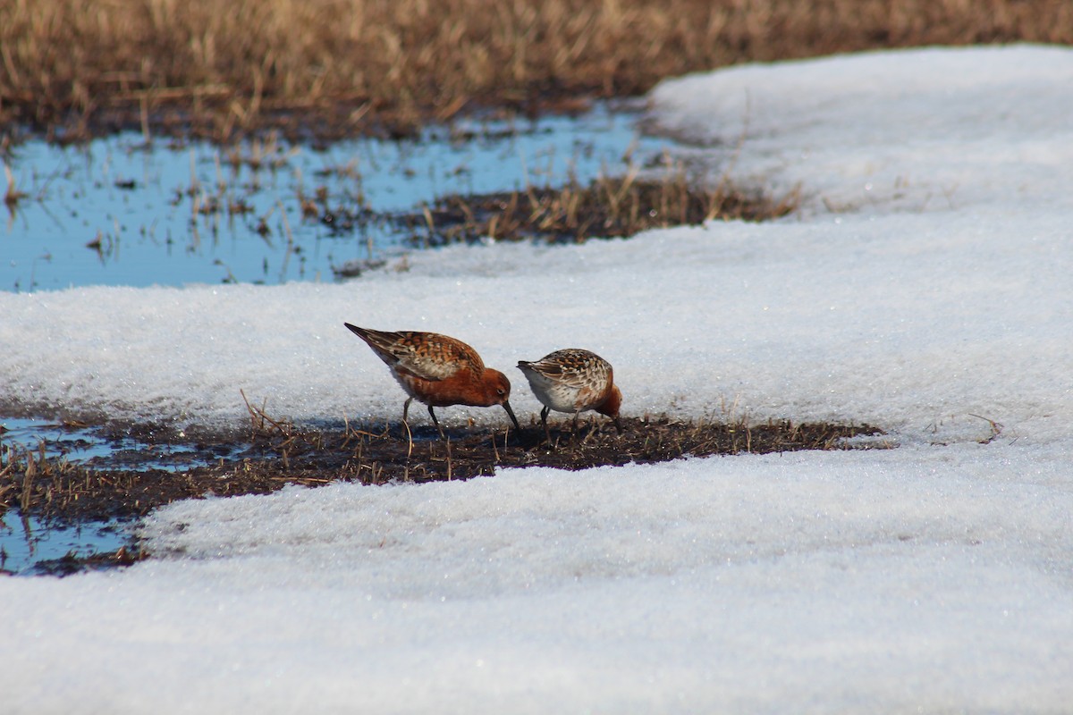 Curlew Sandpiper - ML621531256