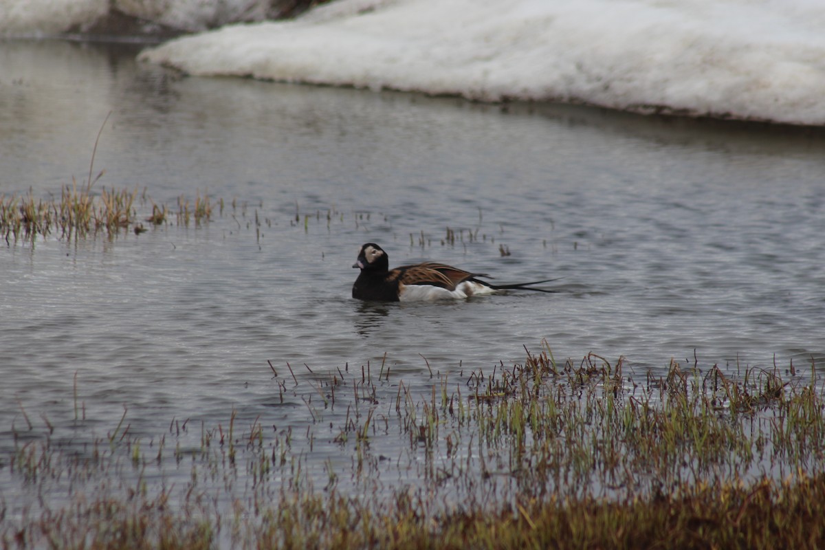 Long-tailed Duck - ML621531324