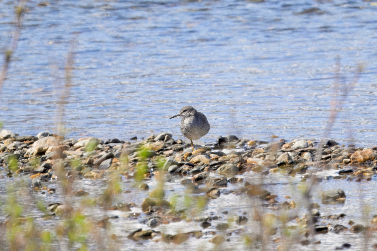 Wanderwasserläufer - ML621531333