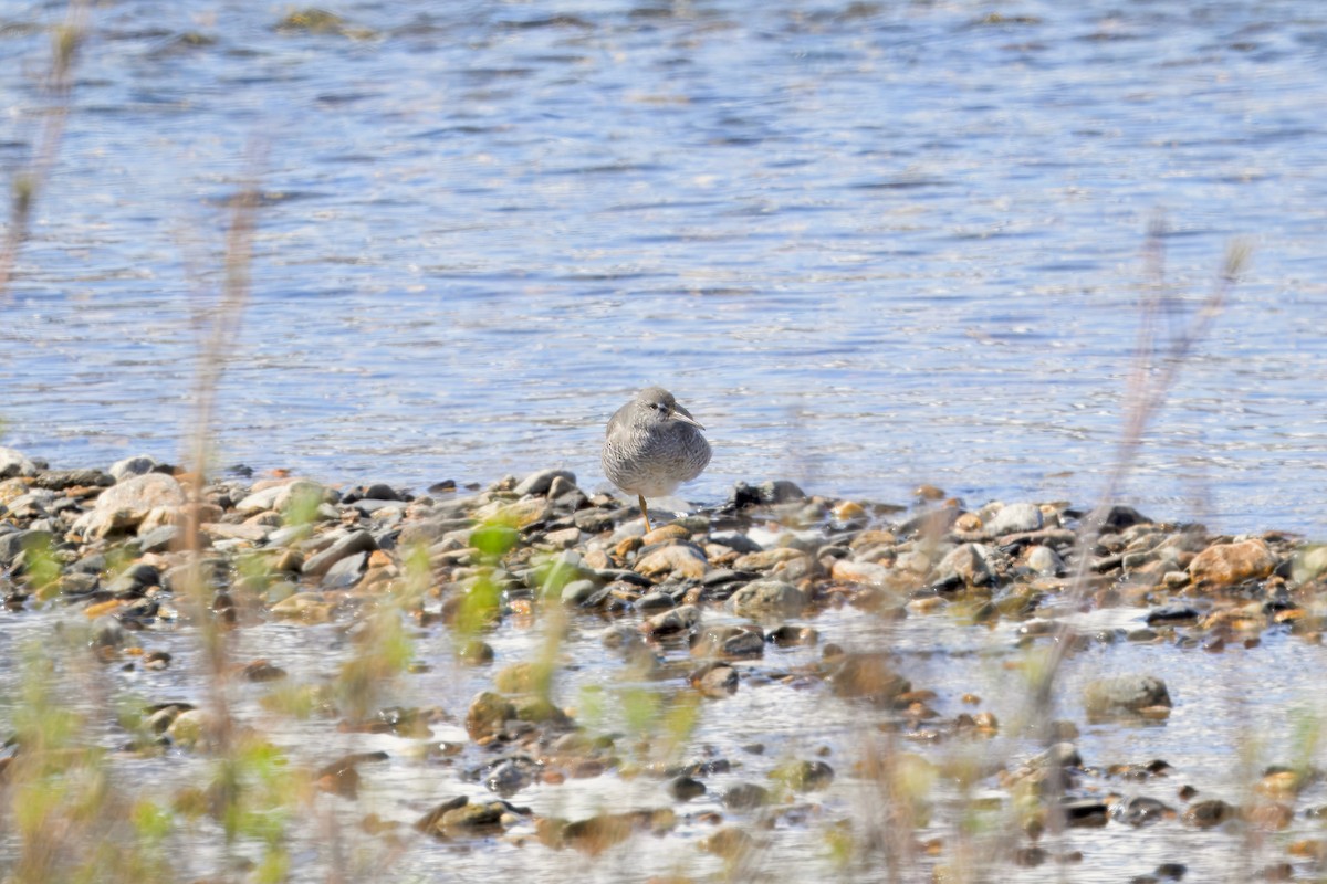 Wandering Tattler - ML621531334