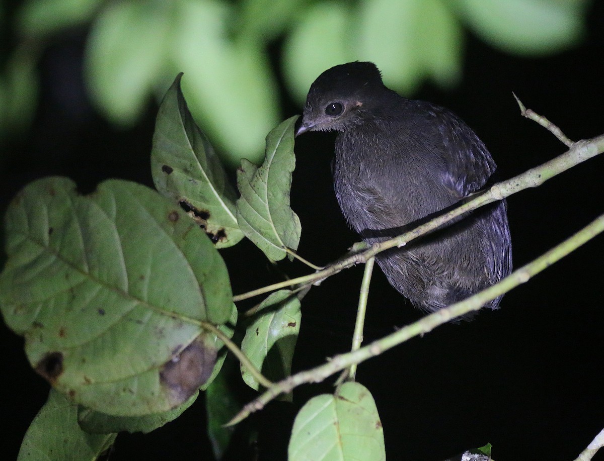 Dusky Megapode - ML621531355