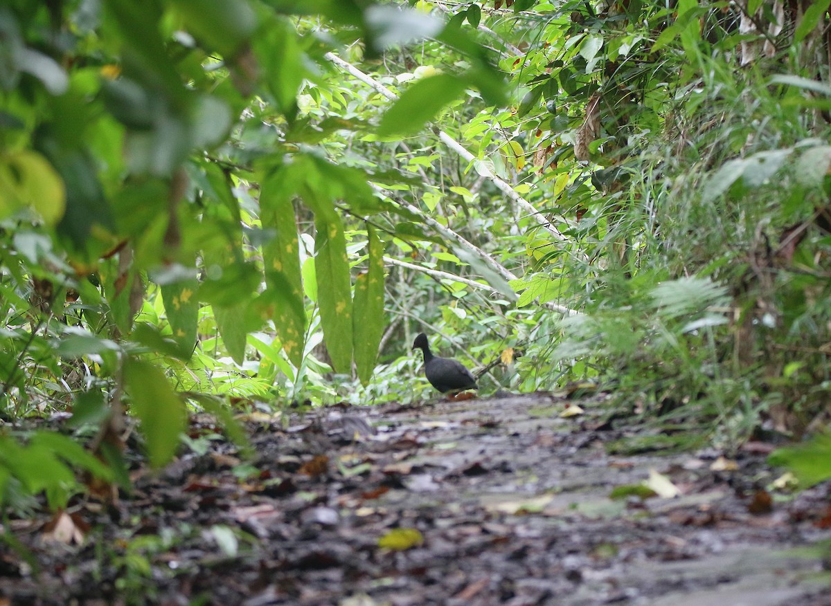 Dusky Megapode - ML621531358