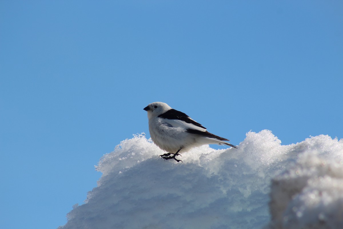 Snow Bunting - ML621531370