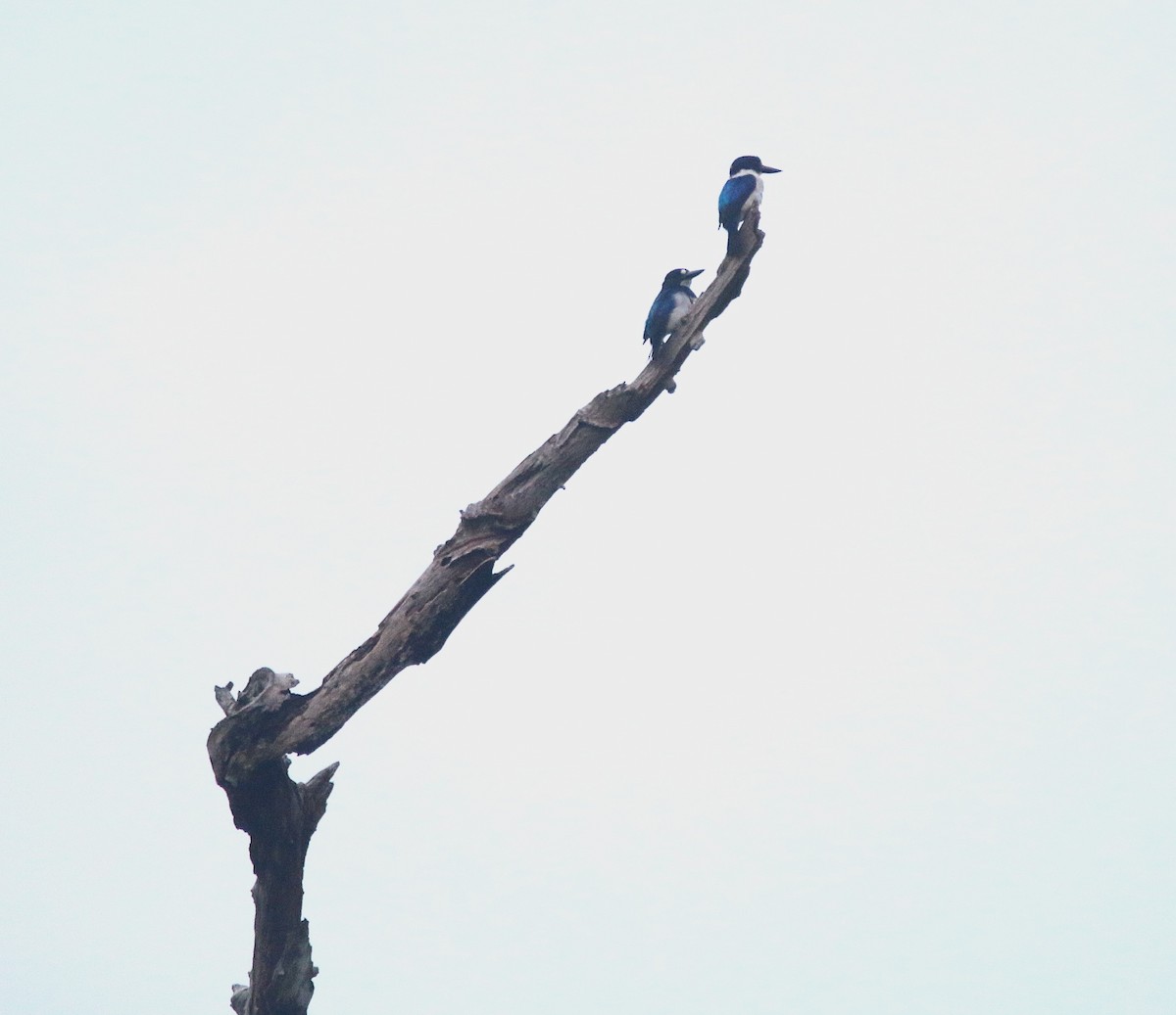Blue-and-white Kingfisher - ML621531414
