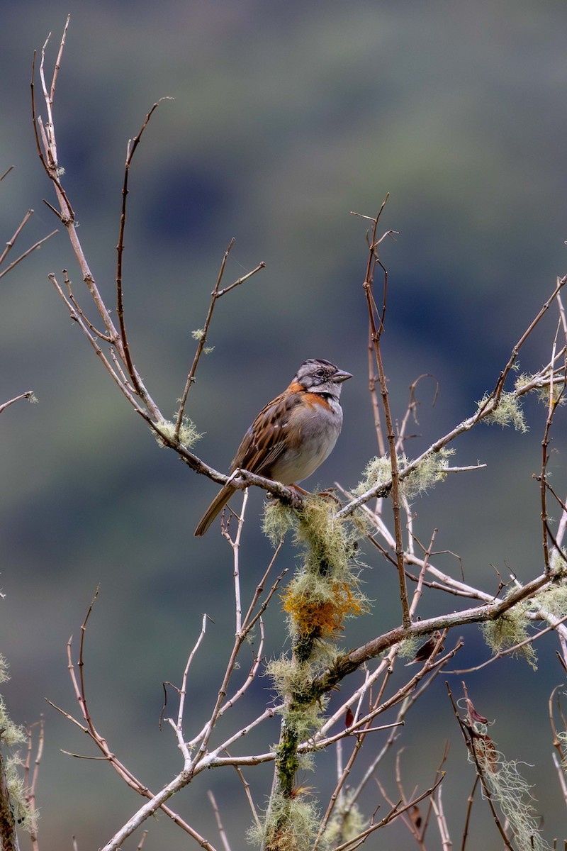 Rufous-collared Sparrow - ML621531480