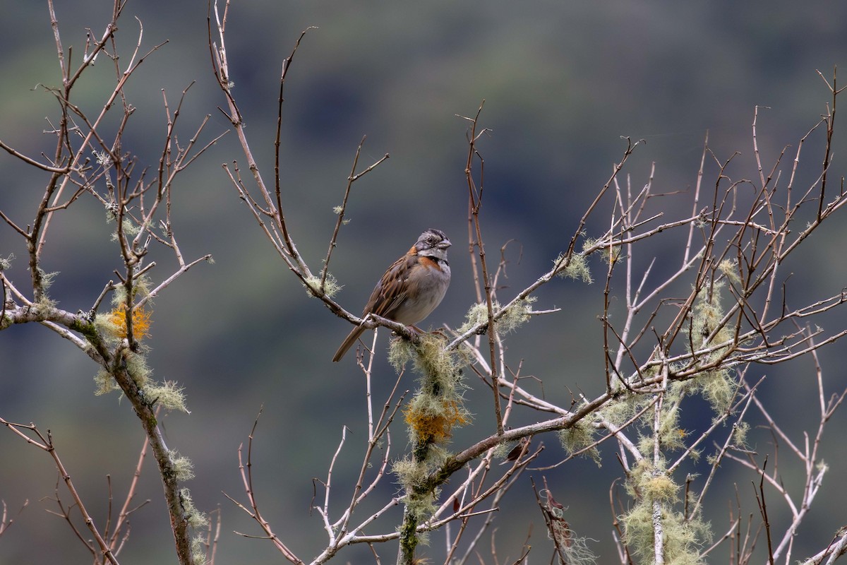 Rufous-collared Sparrow - ML621531481