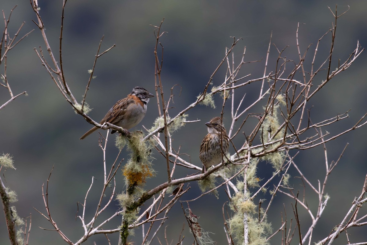 Rufous-collared Sparrow - ML621531482