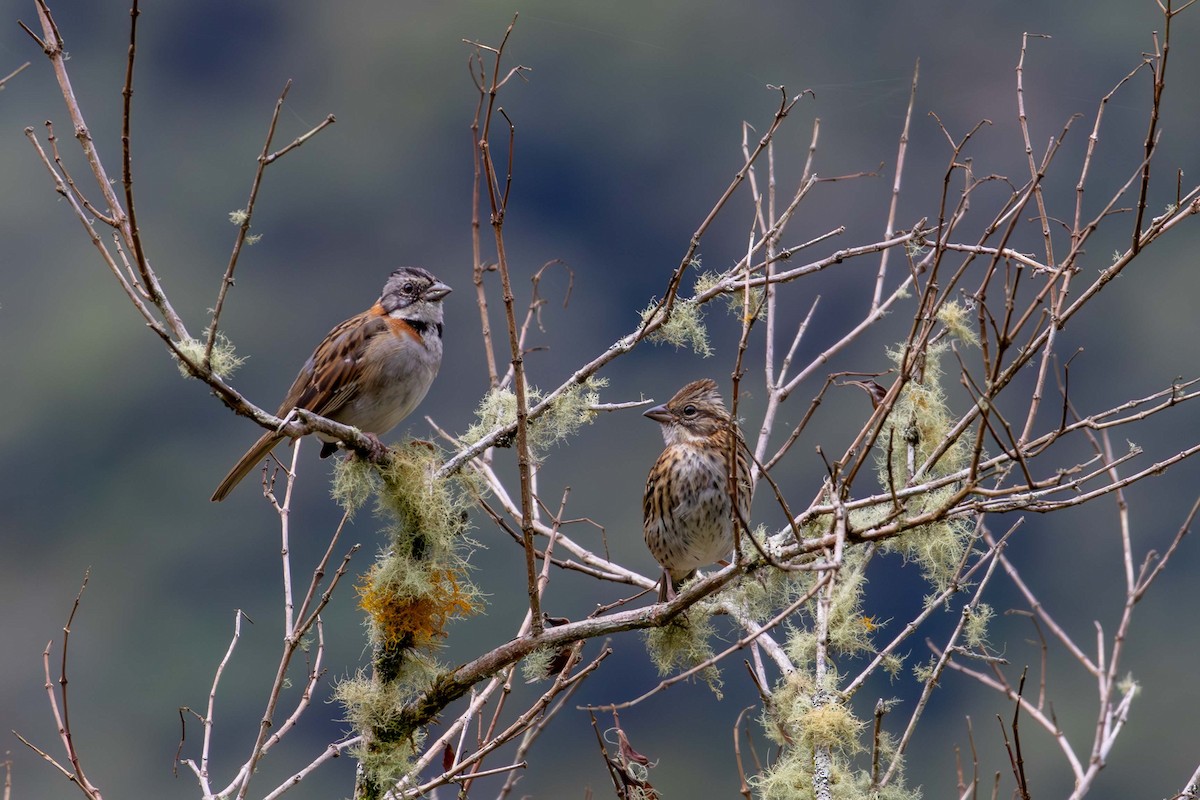 Rufous-collared Sparrow - ML621531484