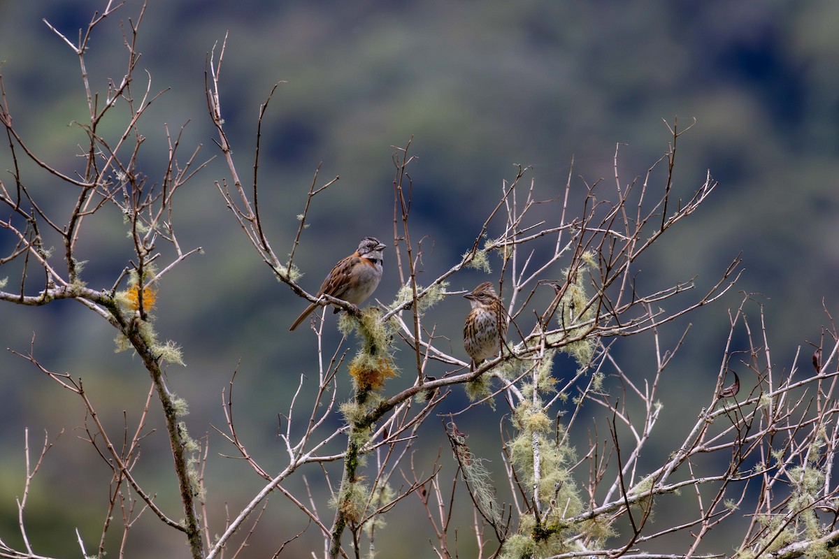 Rufous-collared Sparrow - ML621531485