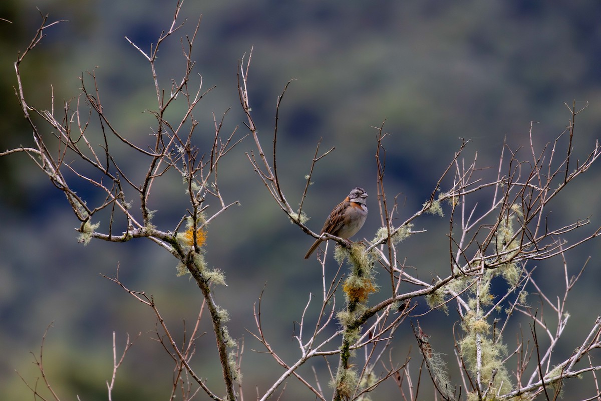 Rufous-collared Sparrow - ML621531486