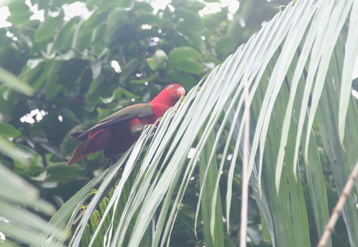 Chattering Lory - ML621531498