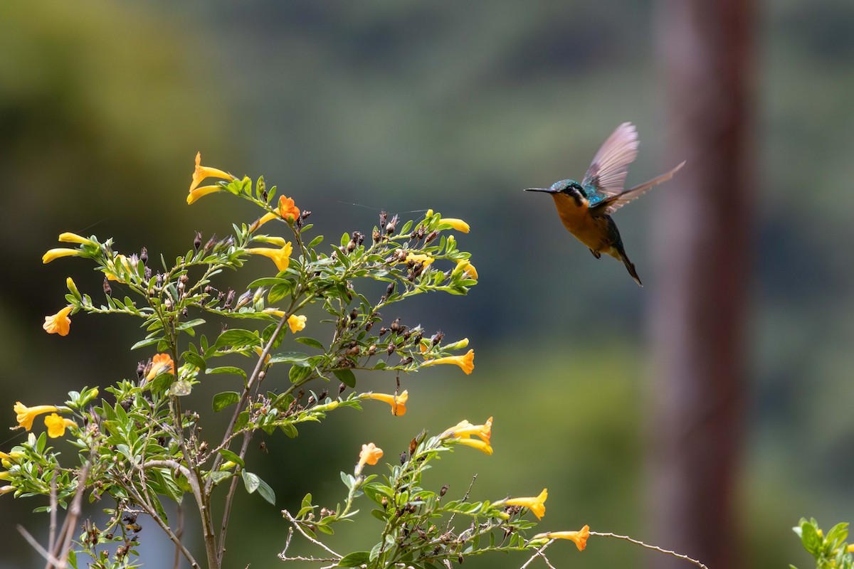 Colibri à ventre châtain - ML621531502